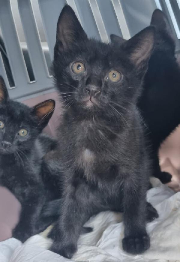 Gattini neri in Lombardia Foto 2